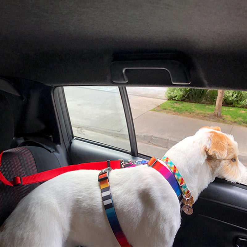 DogBelt | Altijd veilig onderweg met je viervoeter!