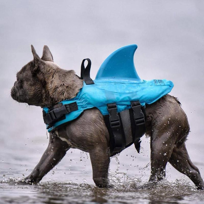 DogSwim | Houd je hond veilig tijdens wateravonturen!